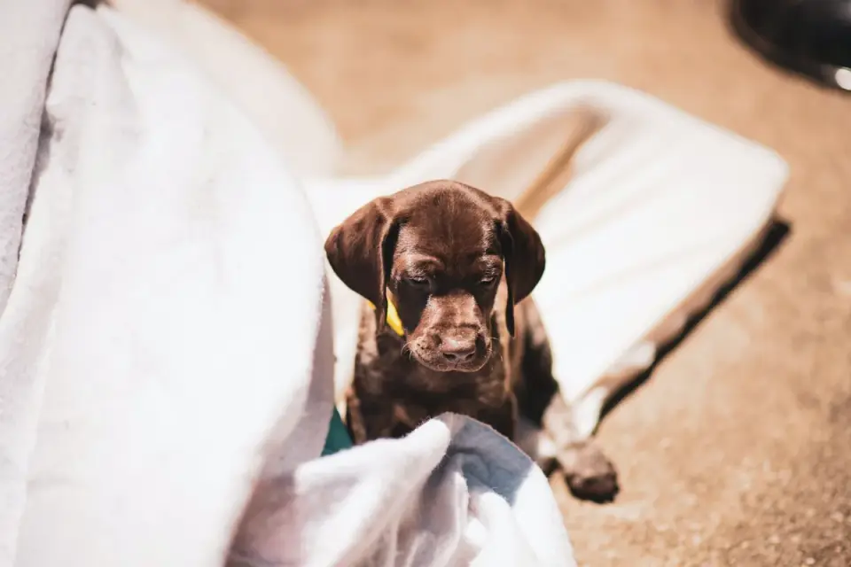 Dog resting in a bed