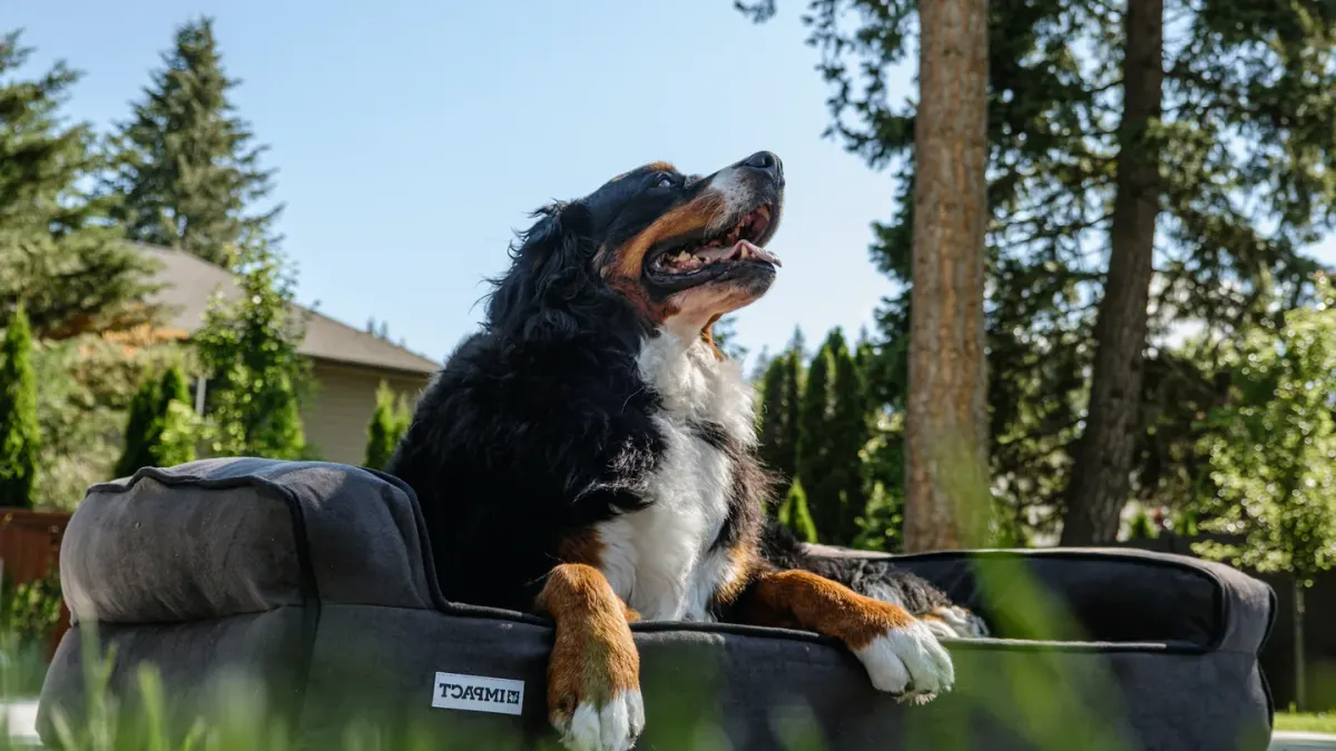 Dog resting in a bed