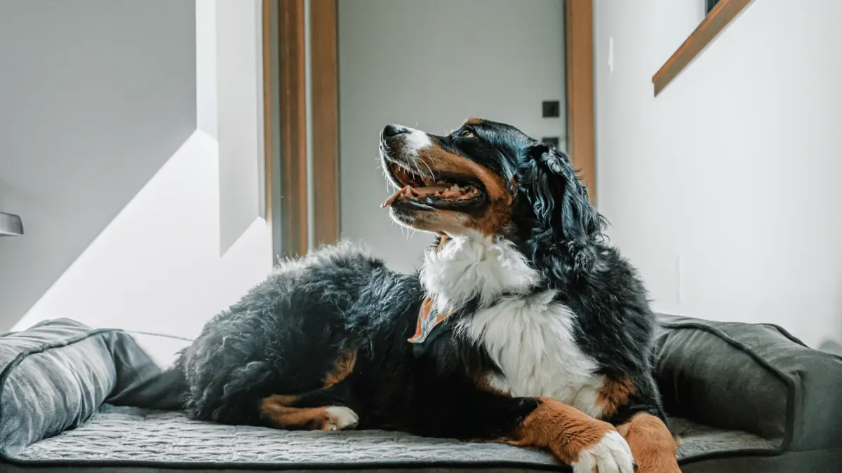 Dog resting in a bed