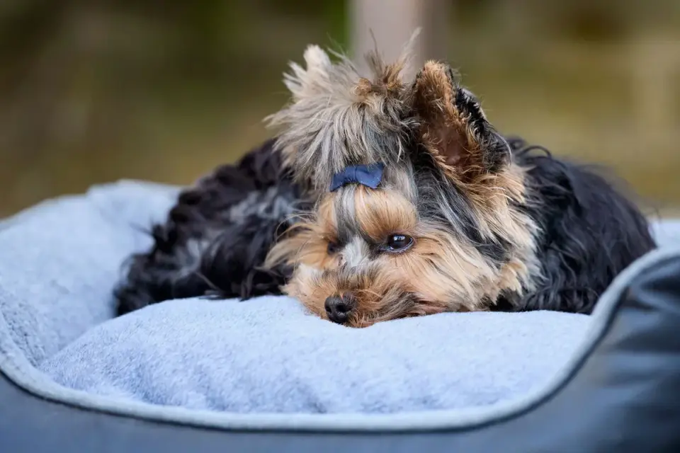 Dog resting in a bed