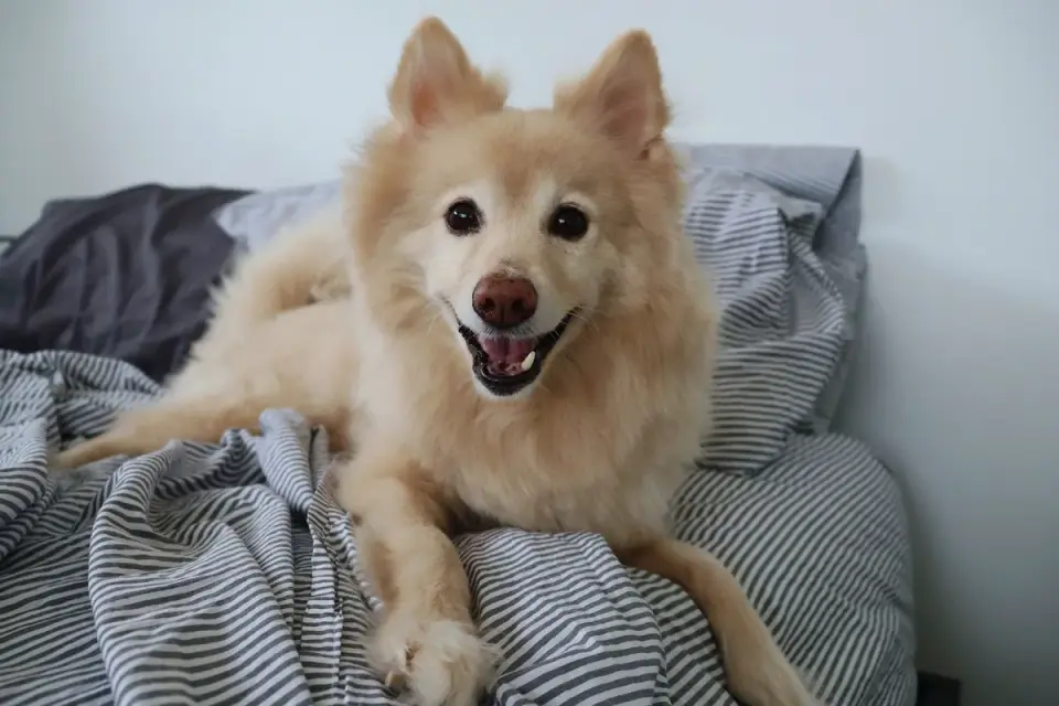 Dog resting in a bed