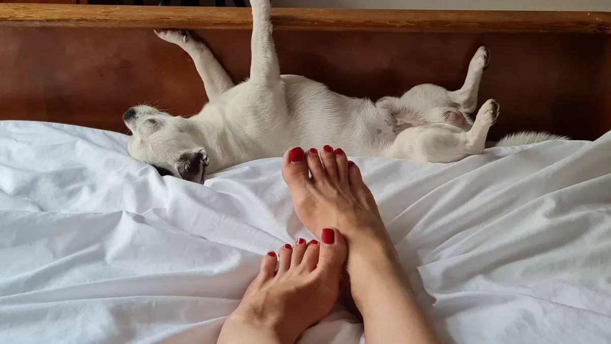 Dog resting in a bed