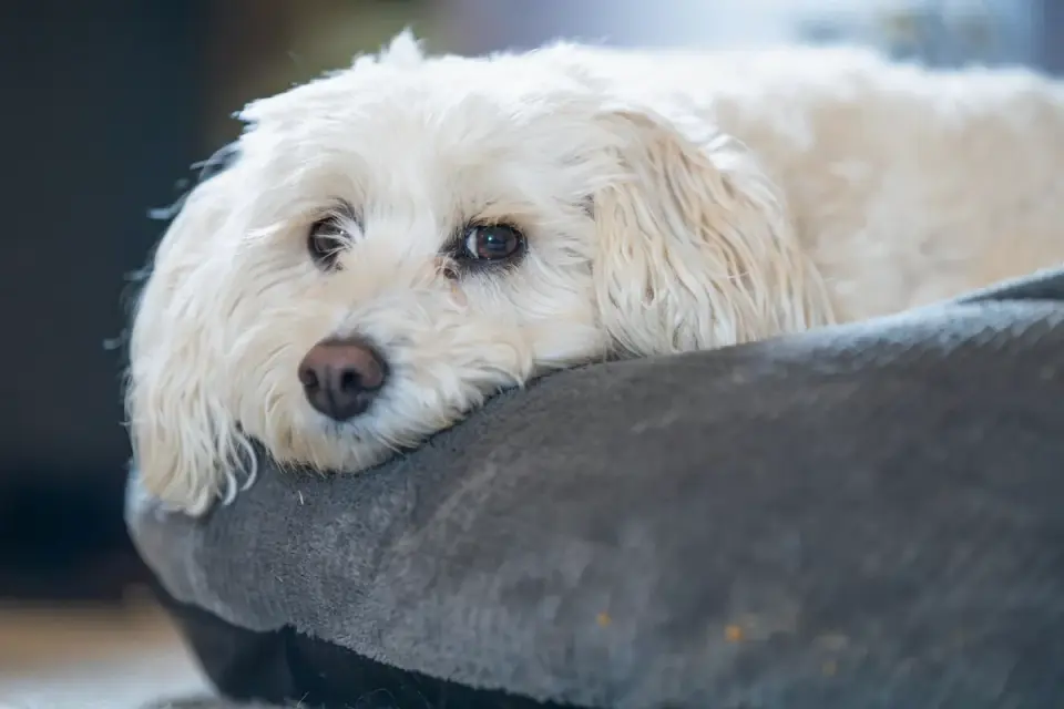Dog resting in a bed