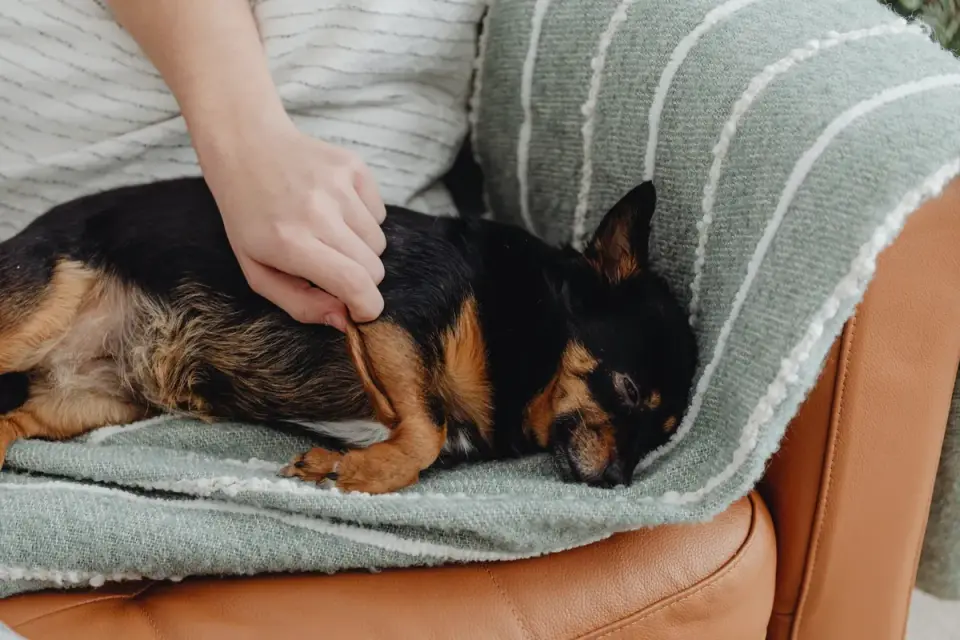 Dog resting on a sofa