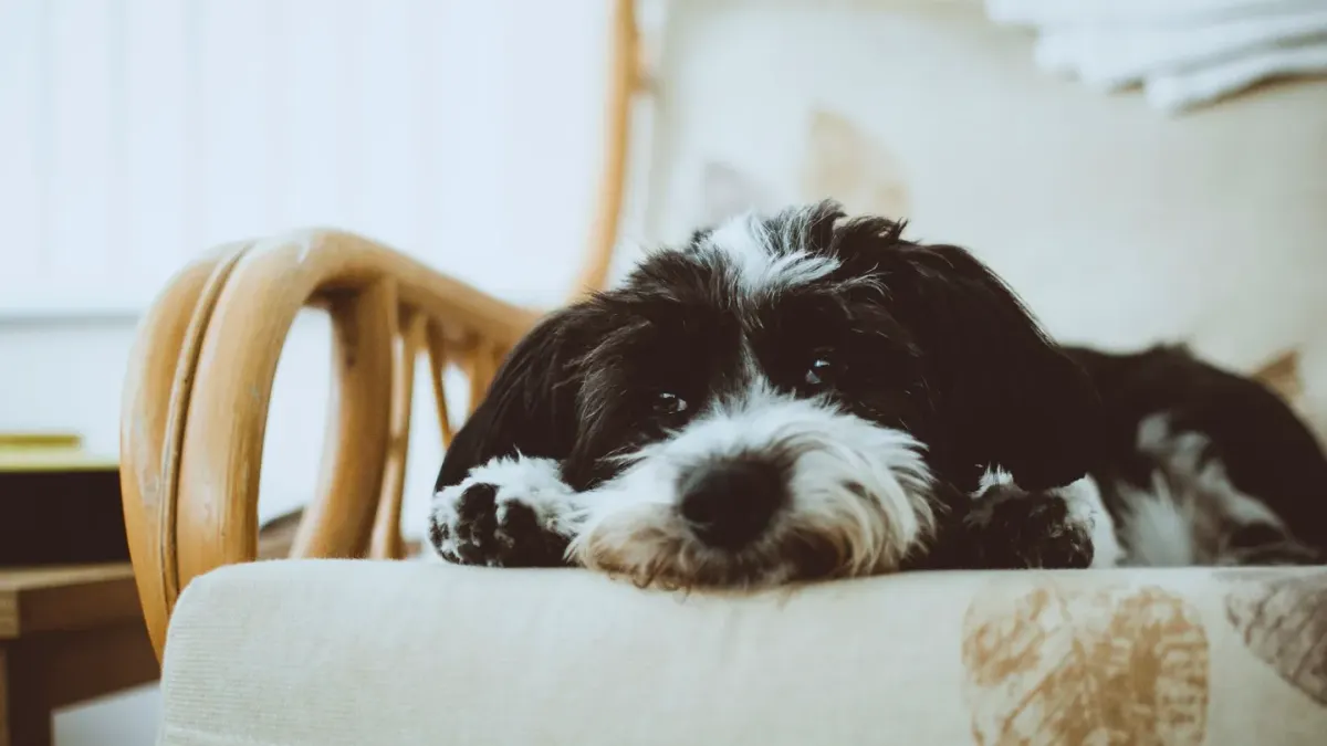 Dog resting on a sofa