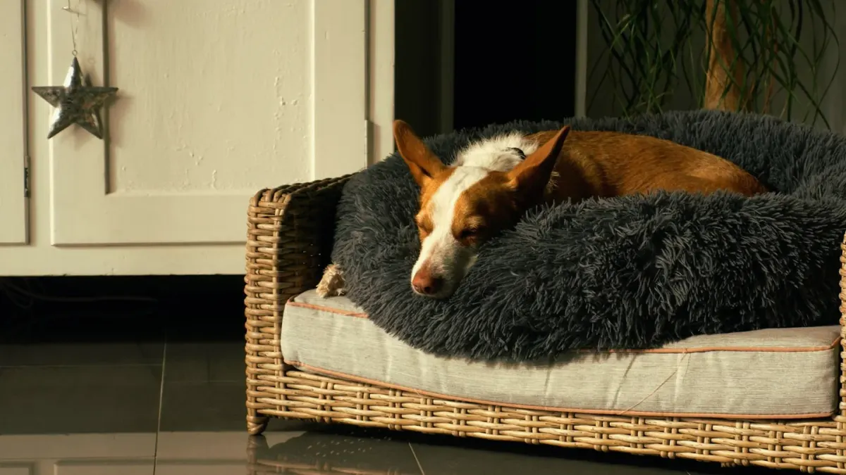 Dog resting on a sofa