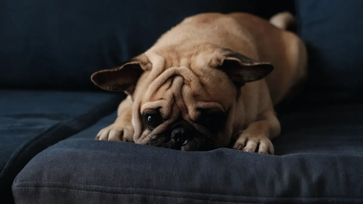 Dog resting on a sofa