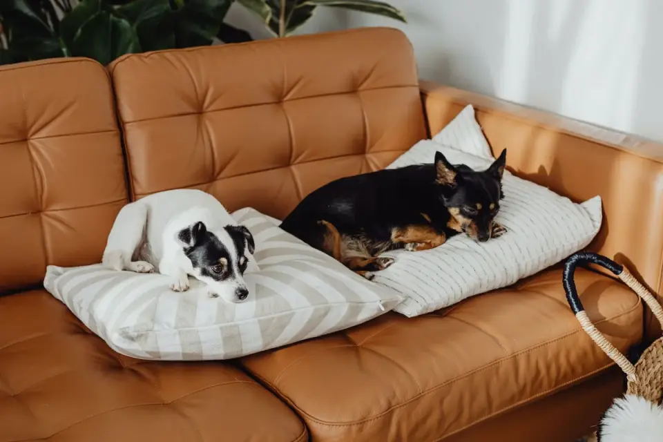 Dog resting on a sofa