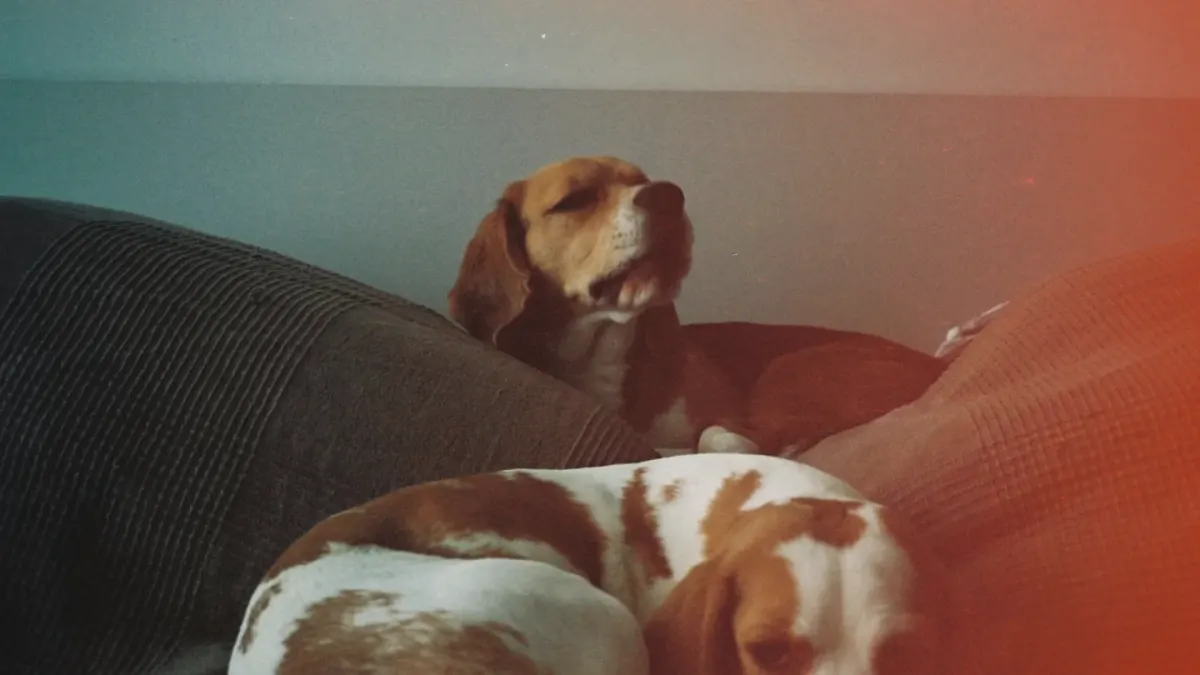 Dog resting on a sofa