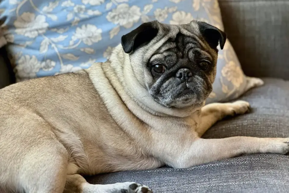 Dog resting on a sofa