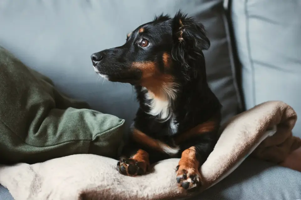 Dog resting on a sofa