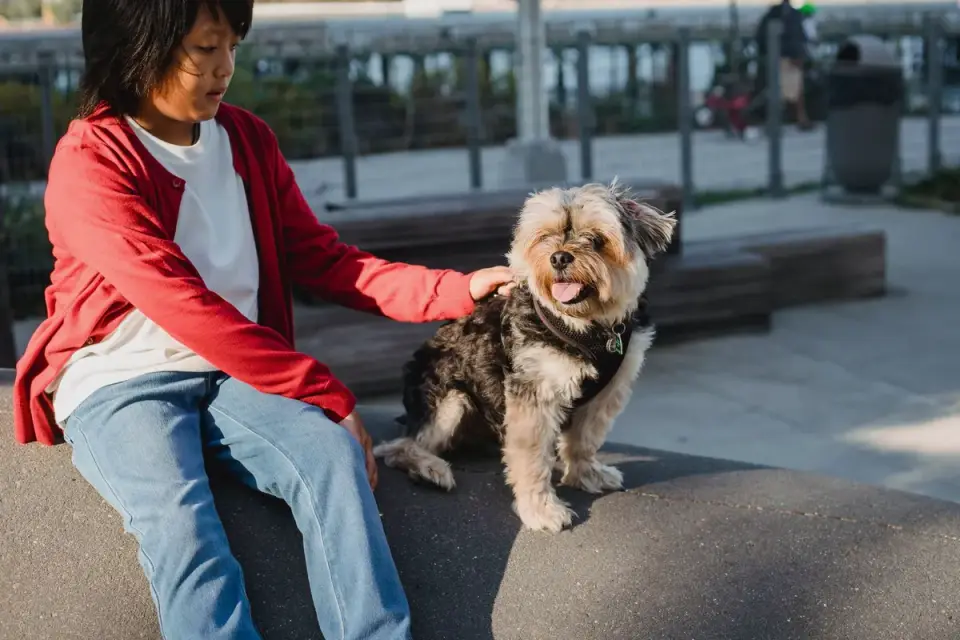 Dog sitting beside an owner