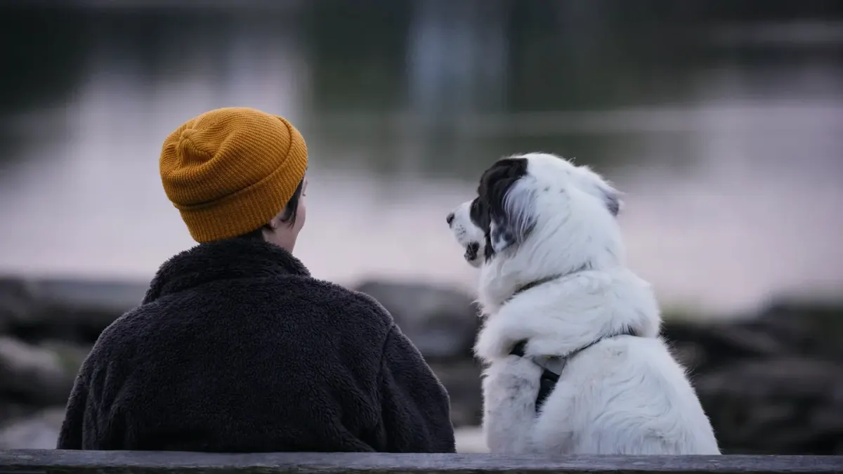 Dog sitting beside an owner