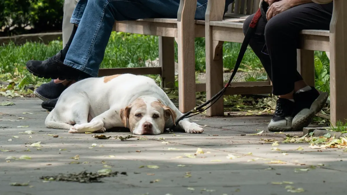 Dog sitting beside an owner