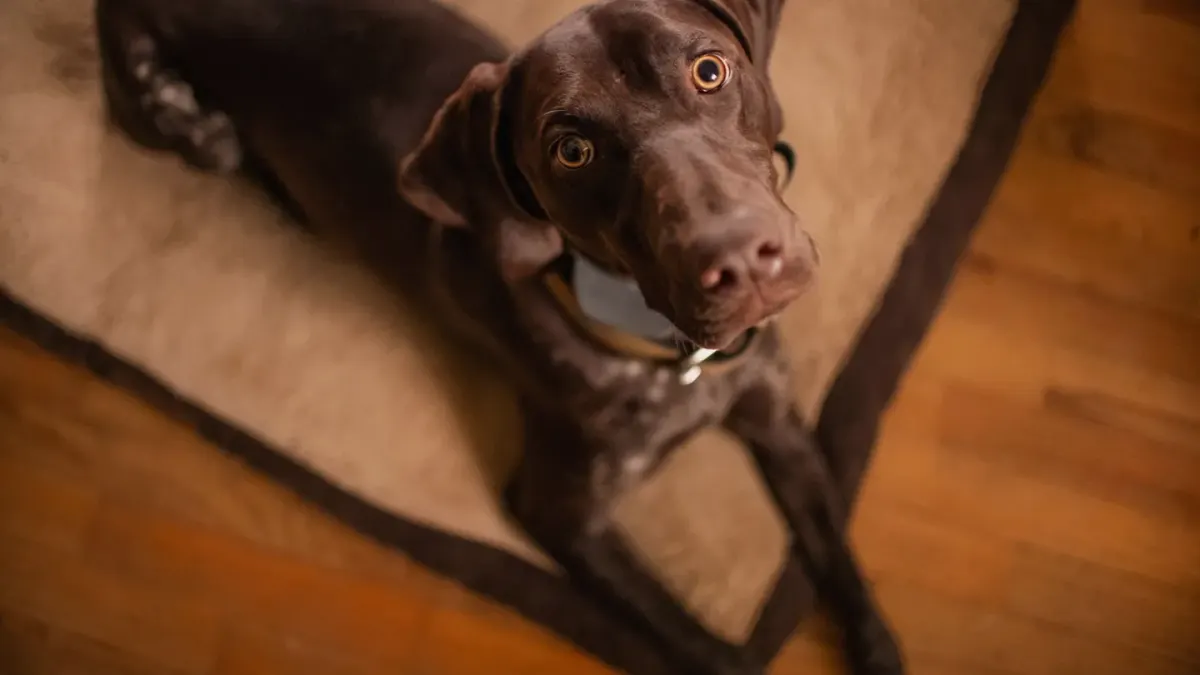 Dog sitting on a kitchen floor