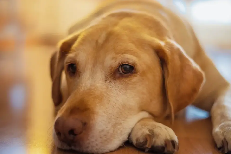 Dog sitting on a kitchen floor