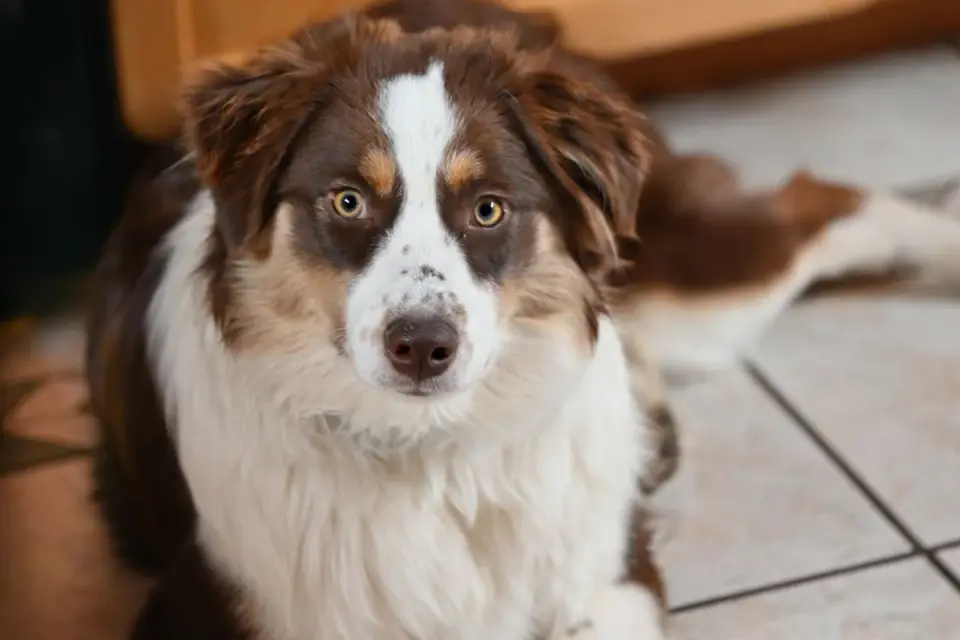 Dog sitting on a kitchen floor