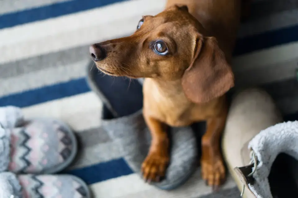 Dog sitting on a kitchen floor