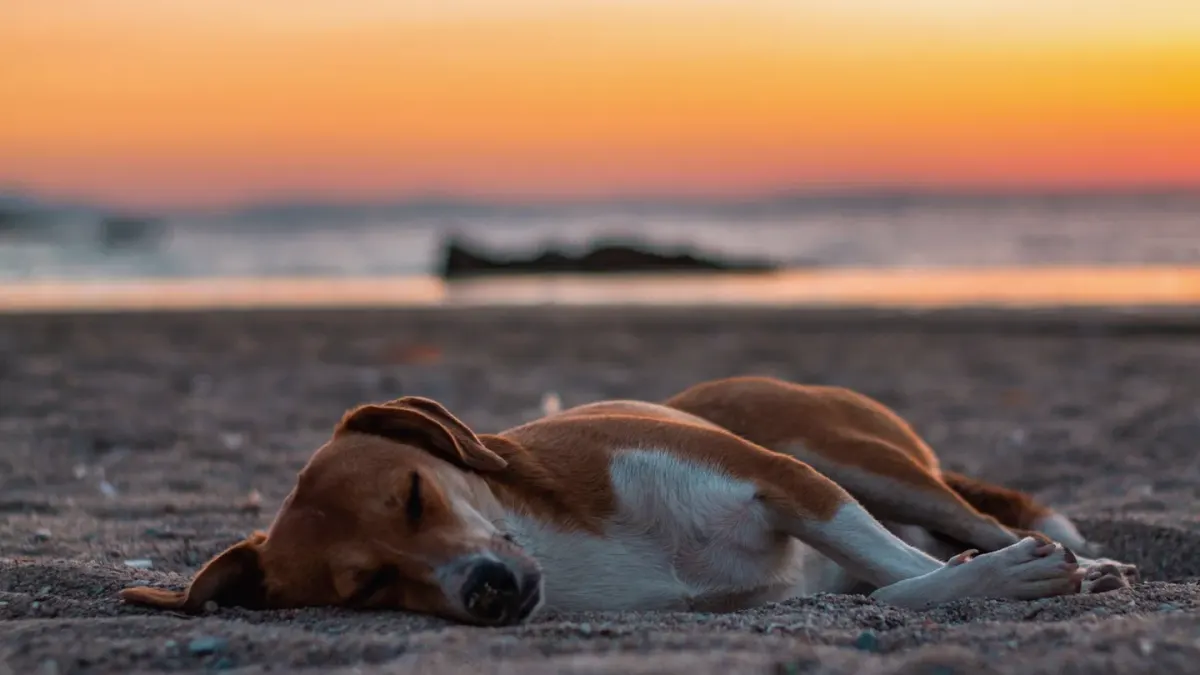 Dog sleeping at home