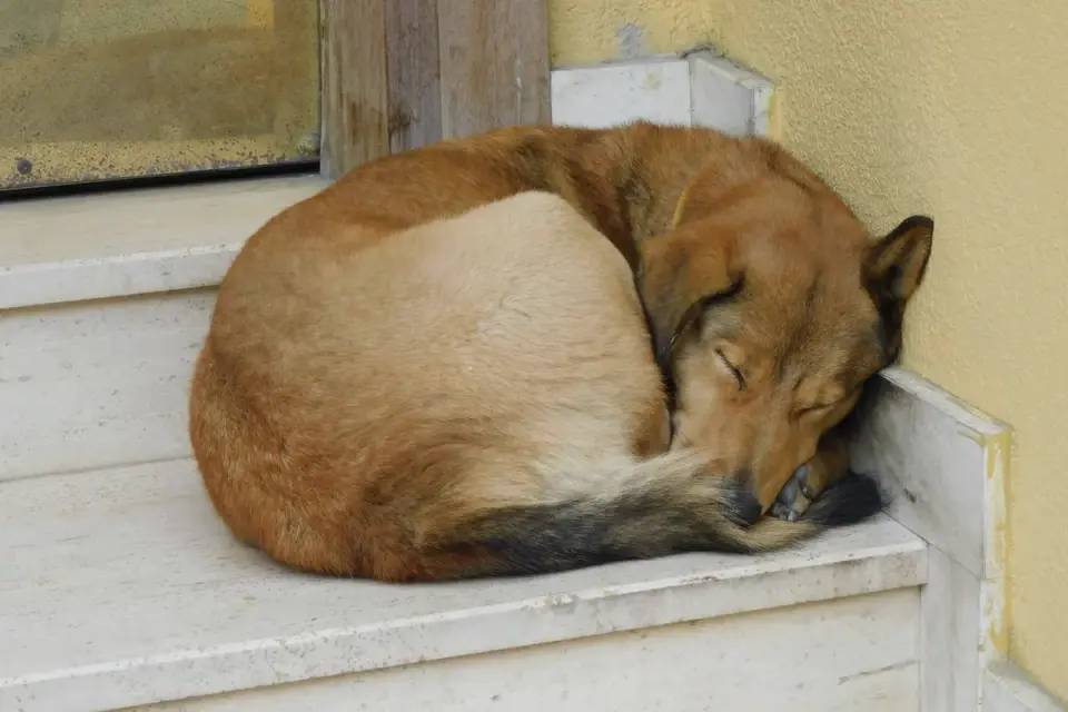 Dog sleeping at home