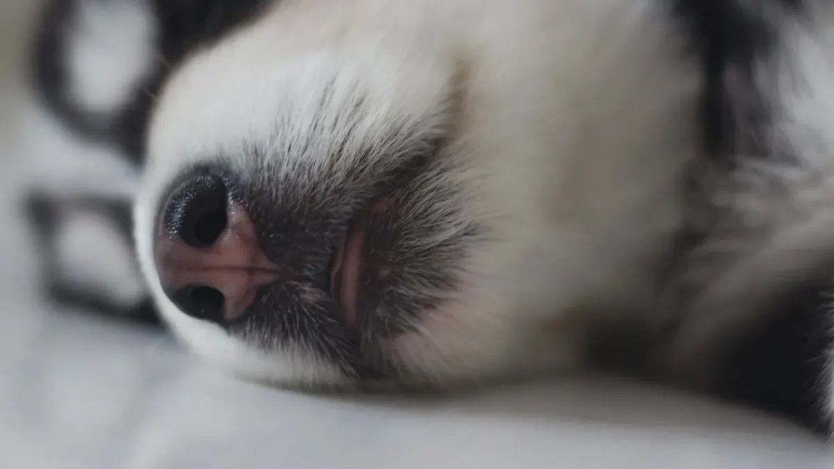 Dog sleeping at home