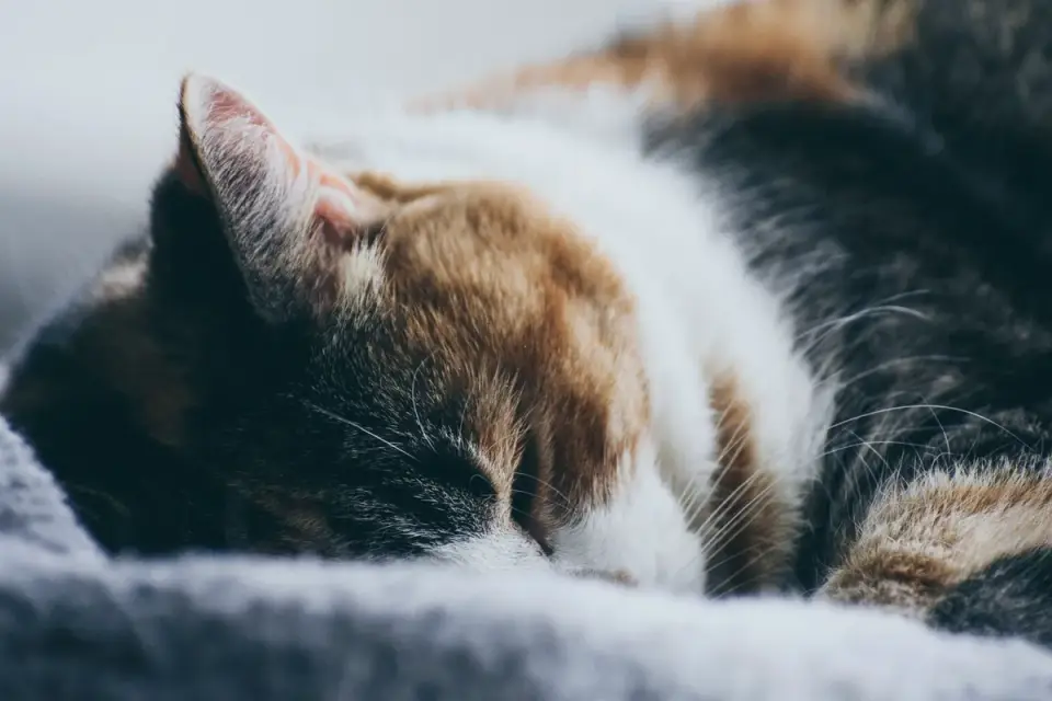 Dog sleeping at home