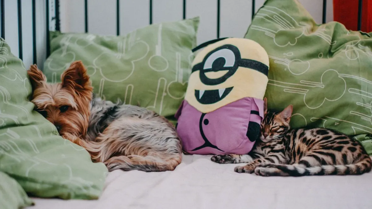 Dog sleeping at home