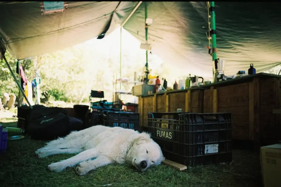 Dog sleeping at home