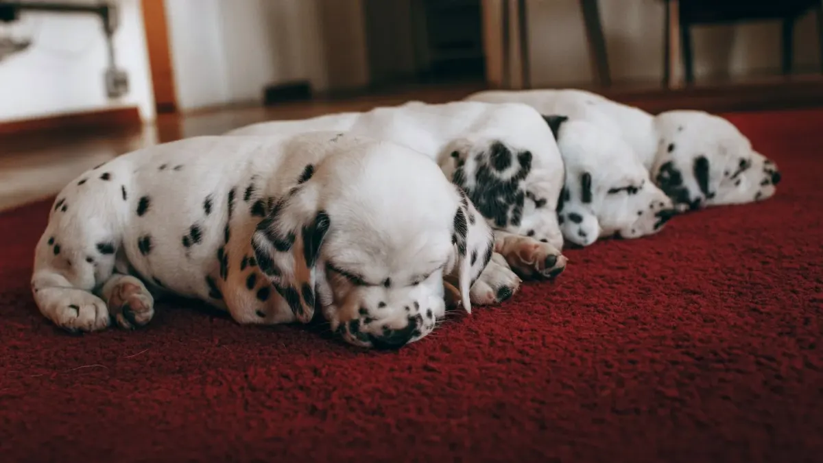 Dog sleeping at home