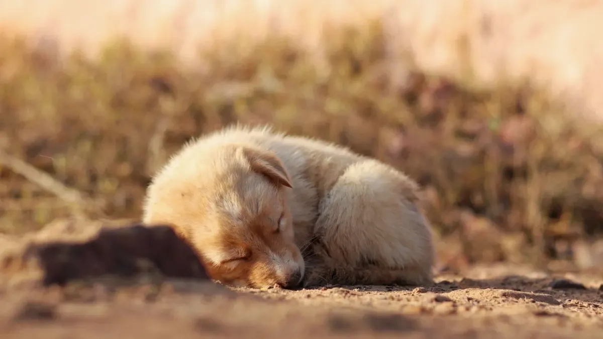 Dog sleeping at home