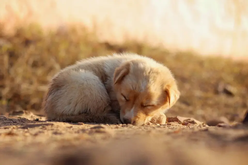 Dog sleeping at home