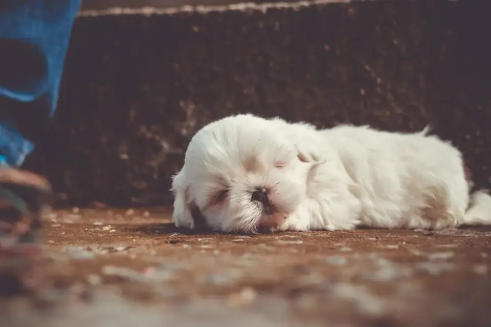 Dog sleeping in sunlight
