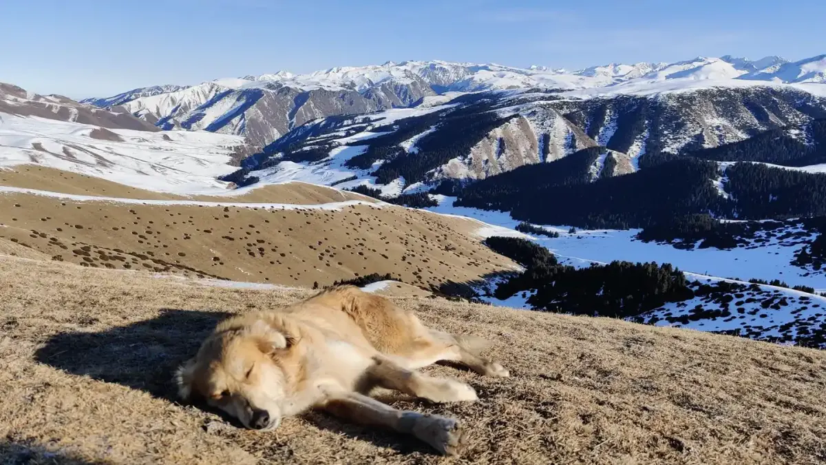 Dog sleeping in sunlight