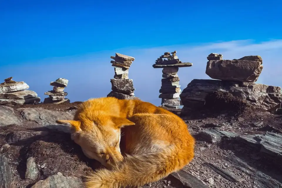 Dog sleeping in sunlight