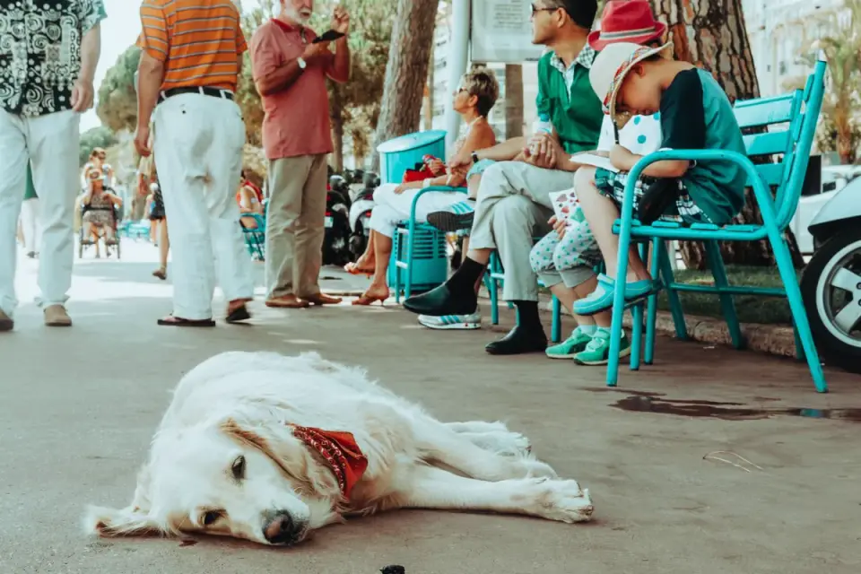 Dog sleeping in sunlight