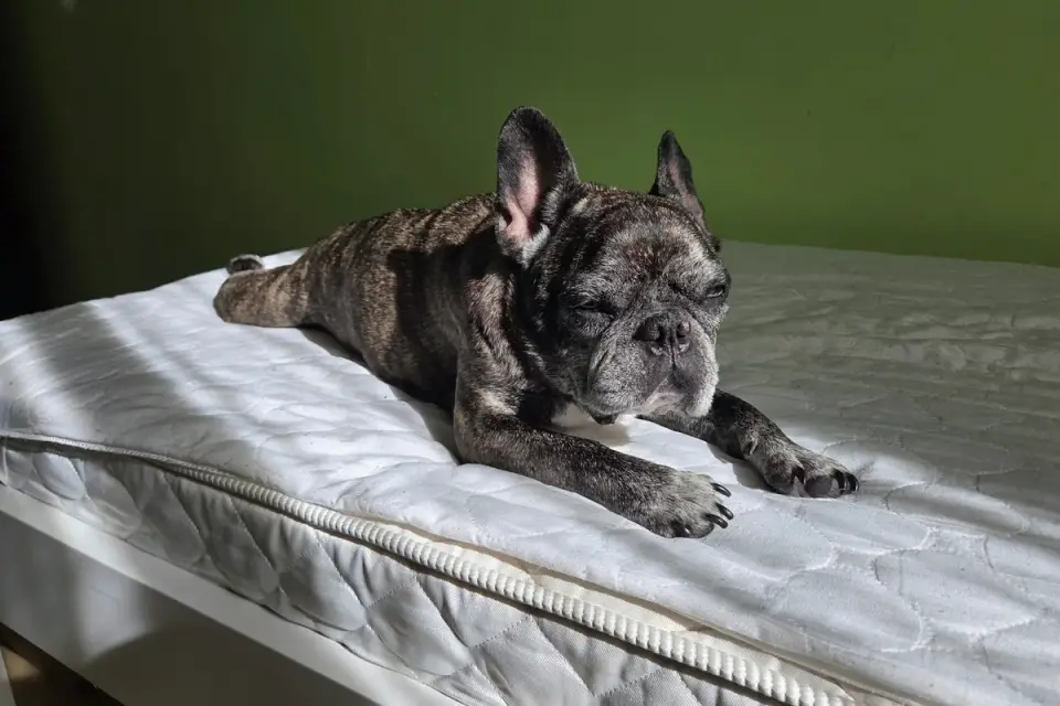 Dog sleeping in sunlight