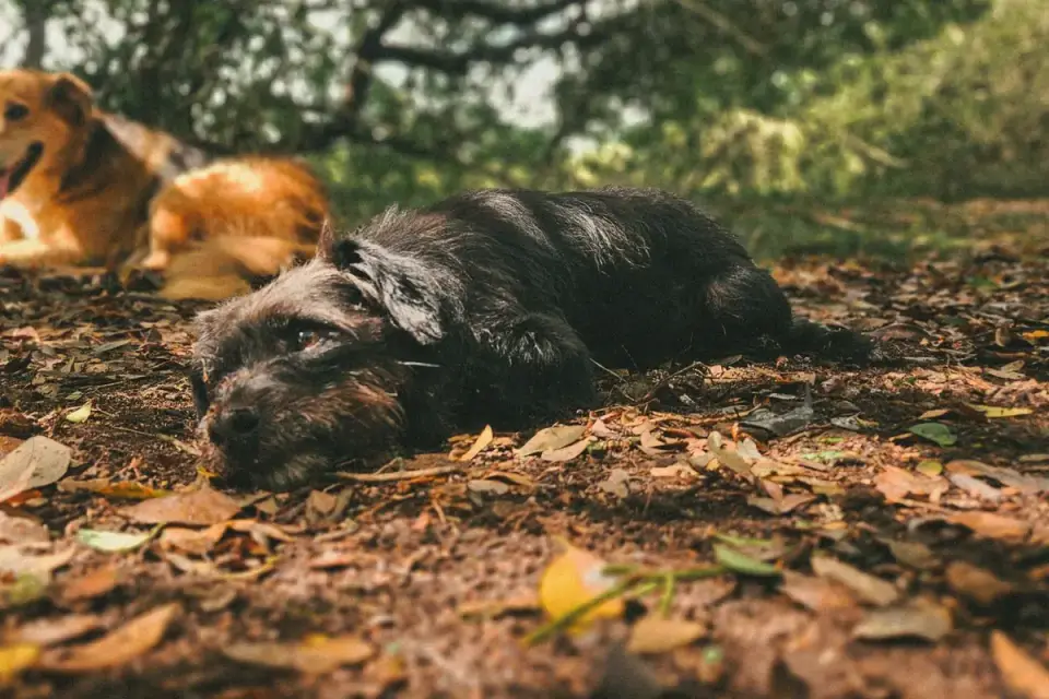 Dog sleeping in sunlight