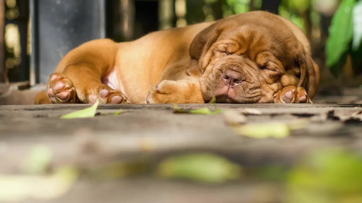 Dog sleeping in sunlight