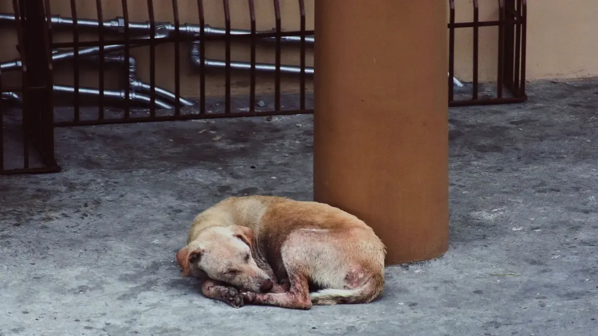 Dog sleeping in sunlight