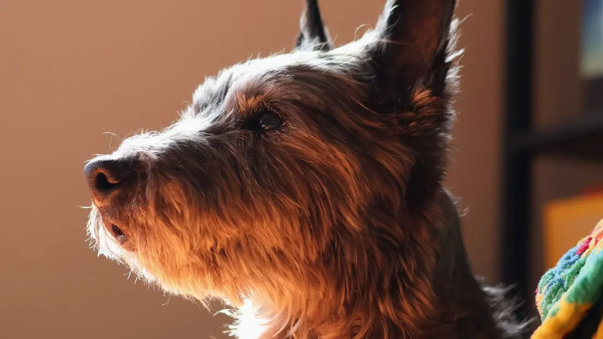 Dog sleeping in sunlight