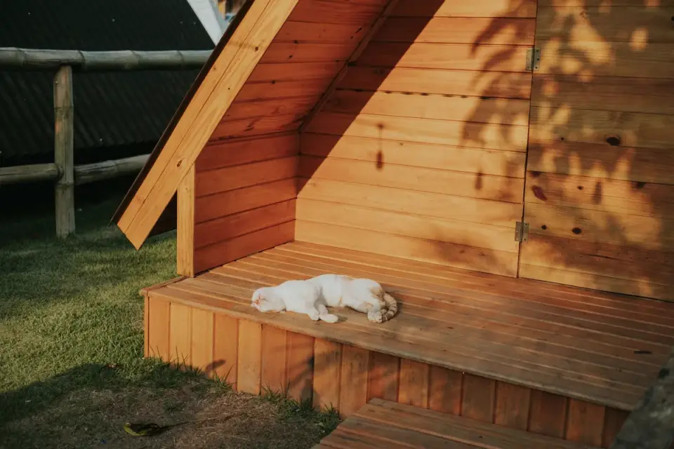 Dog sleeping in sunlight