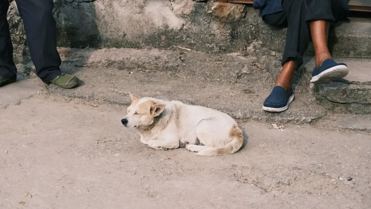 Dog sleeping in sunlight