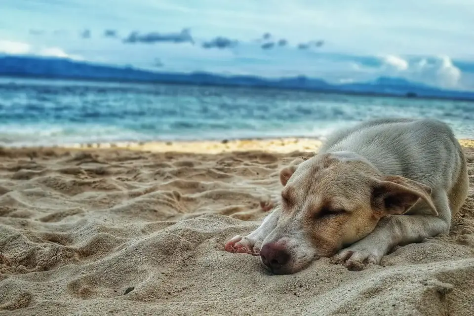 Dog sleeping in sunlight