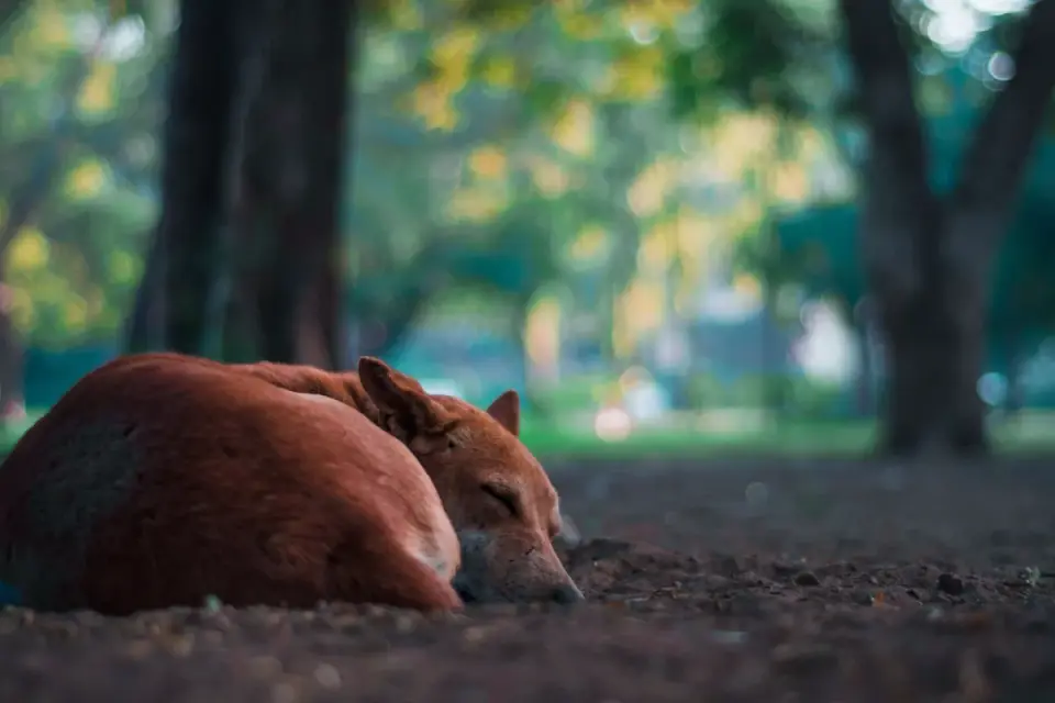 Dog sleeping in sunlight