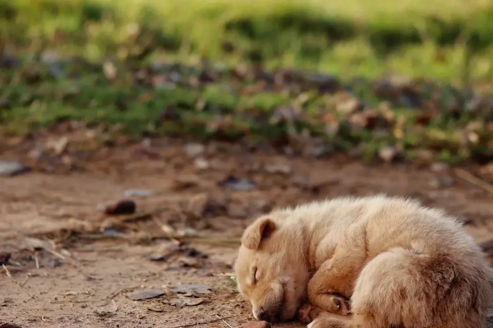 Dog sleeping in sunlight