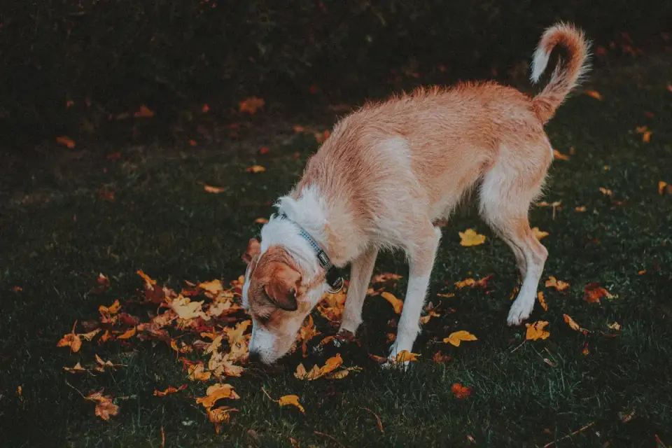 Dog sniffing green leaves on a backyard tomato plant