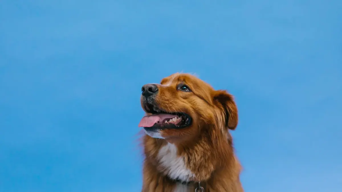 Dog standing indoors