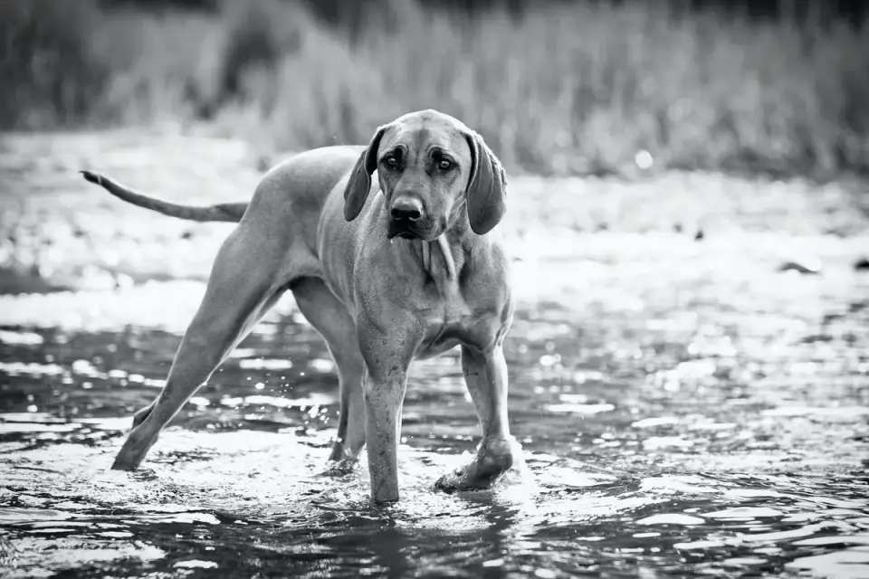 Dog standing indoors