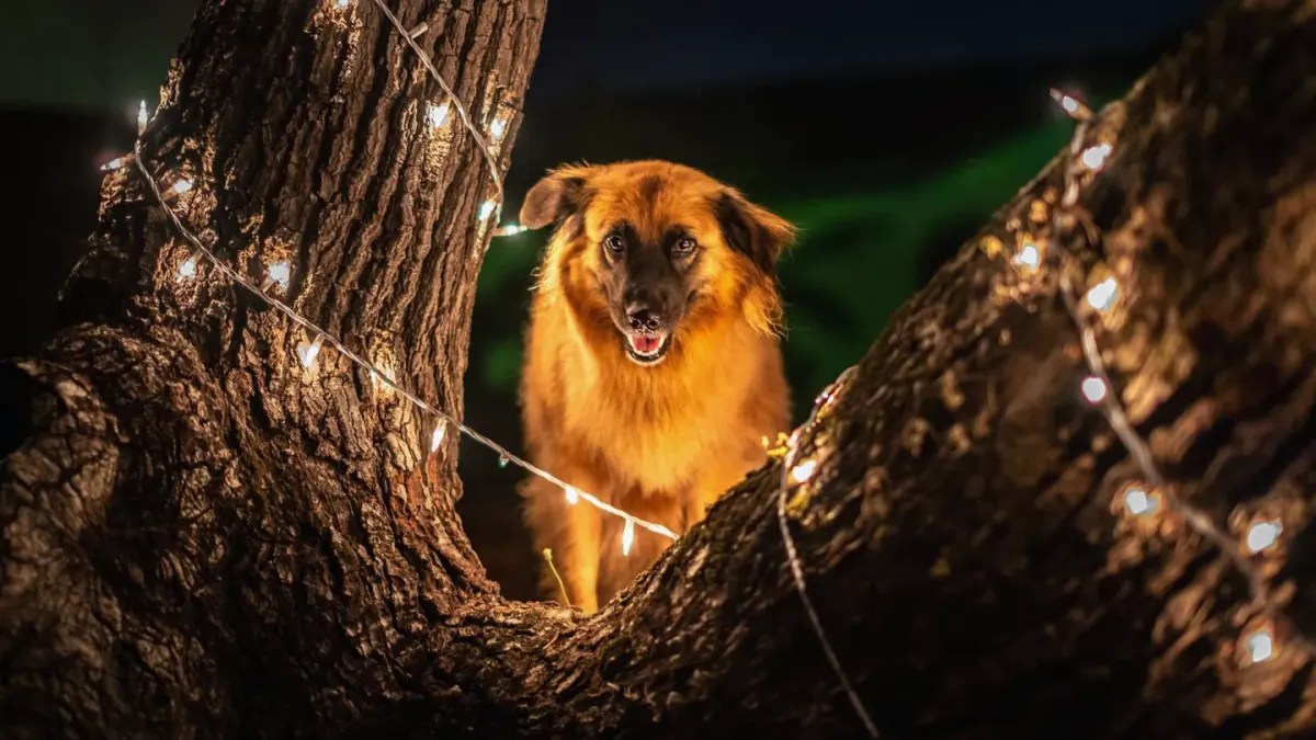 Dog standing indoors