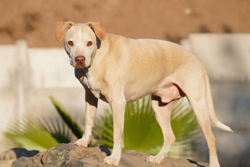 Dog standing indoors